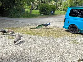 The peacocks