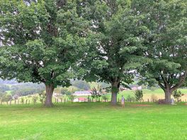 Some very nice pitches under the pointed oaks.
