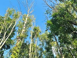 On-site dog walk in the trees