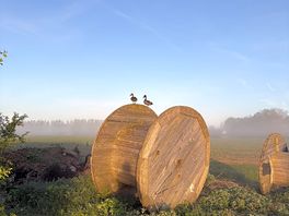 Wildlife