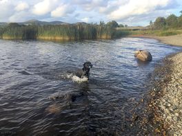 Ozzy the labrador at bala lake
