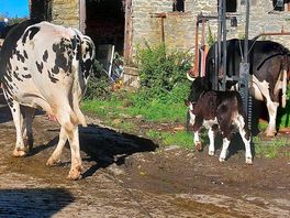 Down at the farm