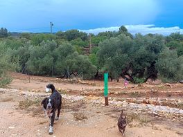 Paseos agradables