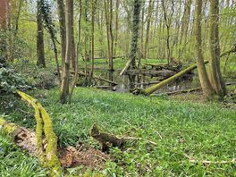 Woodlands