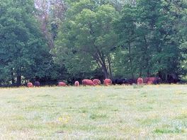 Highland cows & calves