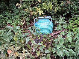 Spotted this in the hedge
