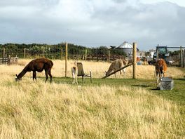 Llamas