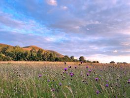 Beautiful meadow view from our tent