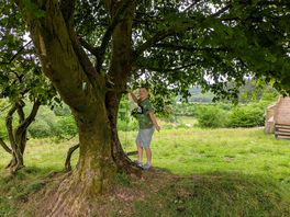 Tree swing