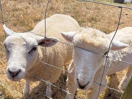 Sheep!