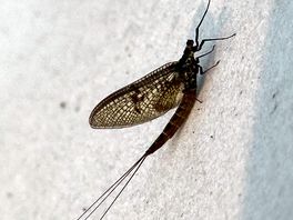 Bug