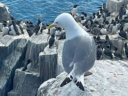 Farne islands trip kittiwake