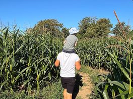 The maize maze