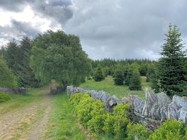 Path to the woods