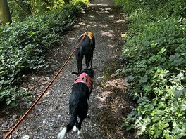 Woodland walk