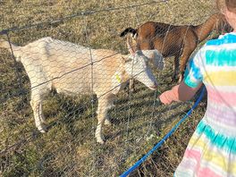 Goats