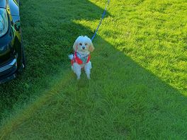 Sitting here patiently waiting attached to the dog hook in ground on a long line