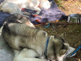 My dogs sleeping after a woodland walk