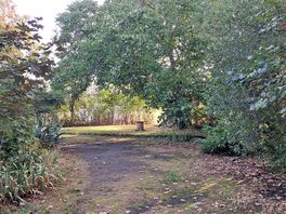 Walnut tree path to camping field
