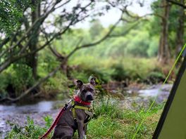 Nala loving the outdoors