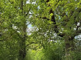 Track into the site