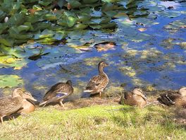 Ducks