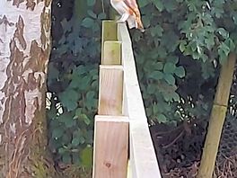 Local wildlife