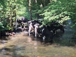 Cows joined us in the river... we vacated haha