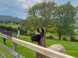 More alpacas!