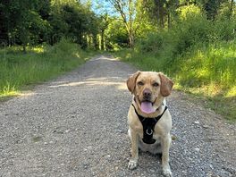 Safe and secure dog walk just a stroll away from the campsite