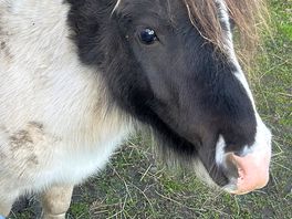 Pony at small animal enclosure