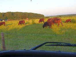Cows at solitaire farm