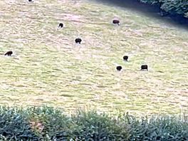 Sheep on the hill