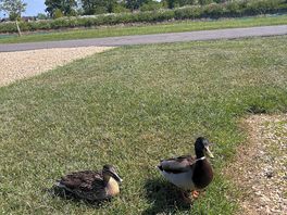 Cheeky ducks