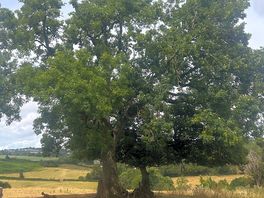 Ancient lime tree