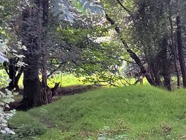 Into the woods
