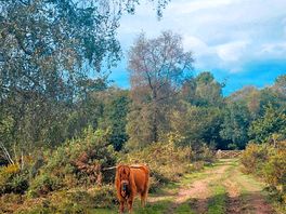 Highland cows!
