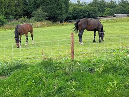 Horses