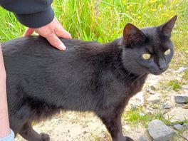 Very friendly camp cat