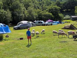 Plenty space, sheeps roam free.