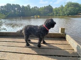 Schnoodle by the lake