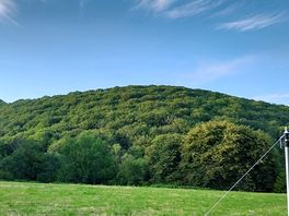 Watch the changing colours of the trees