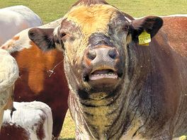 Friendly bull