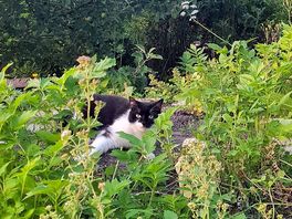 Hauskatze lissi