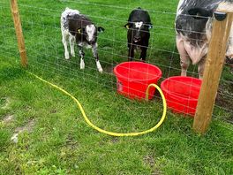 Baby coos