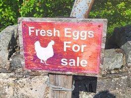 Eggs for sale daily....