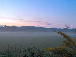Mist in the field