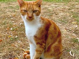 The cat that visits the camping grounds