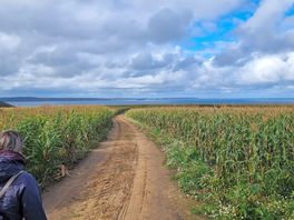The fields of maize on the path to the beach