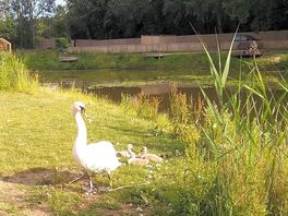 Protective mother swan